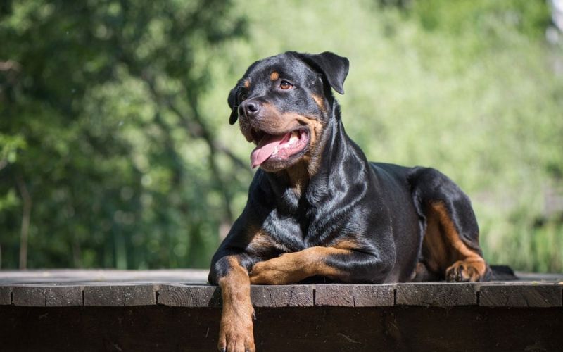 Chó Rottweiler cần được thuần chủng trước khi nuôi trong gia đình