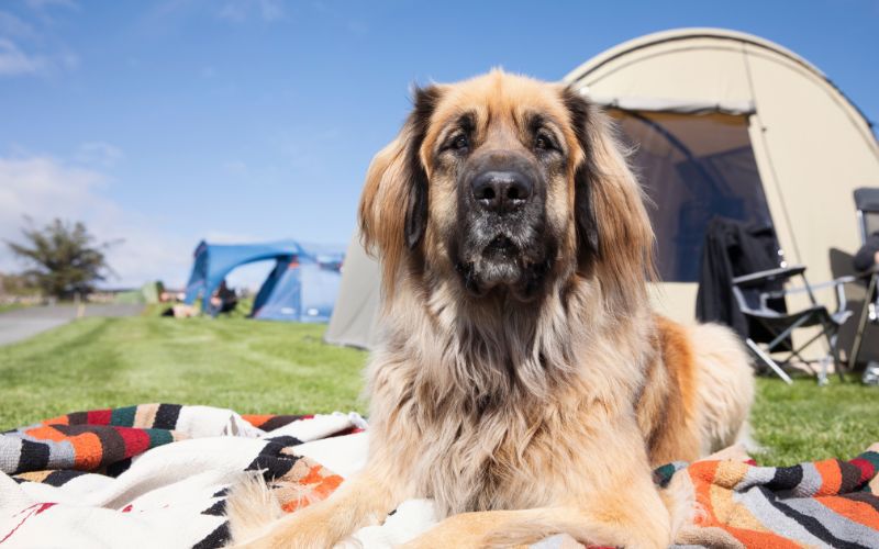 Loài chó Leonberger có thân hình to lớn lên tới 77kg, đạt chiều cao 80cm