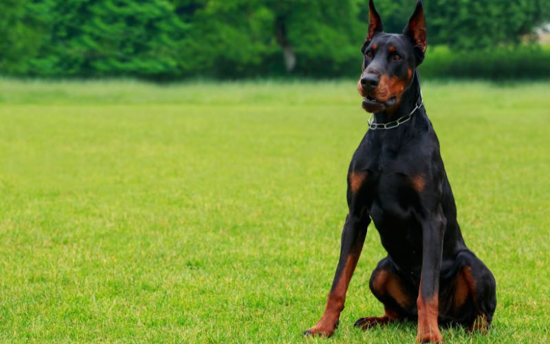 Chó Doberman nổi tiếng với khả năng bảo vệ và lòng trung thành với chủ nhân